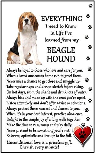 Fridge Magnets Beagle Lover (I Learned from my Beagle) Gift - Large Fun flexible size 16cms x 10 cms (approx. 6" x4")