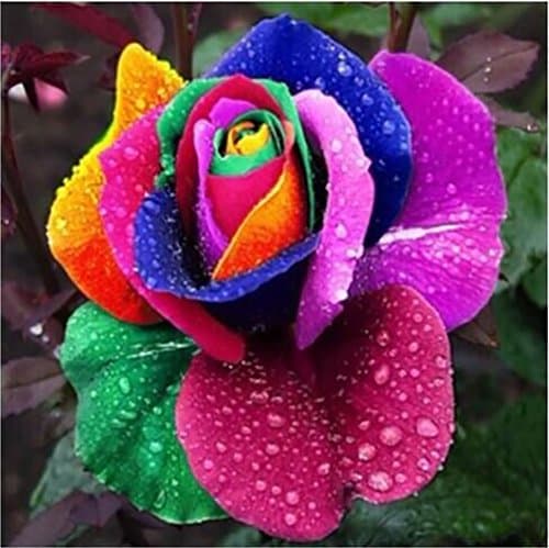 Harlem H Rose seeds Rose rainbow Multicolor Rose (A pack of about 200pcs)