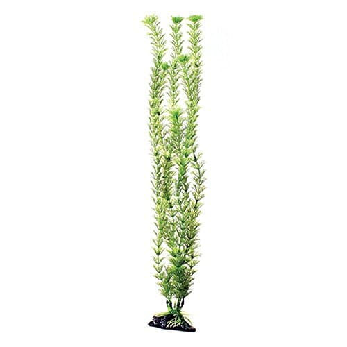 Underwater Treasures Green Cabomba - 20"