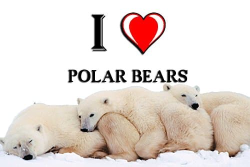 I HEART POLAR BEARS FRIDGE MAGNET