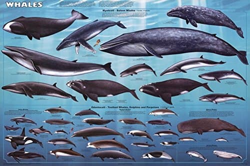 Feenixx Laminated Whales Educational Chart Poster 24x36