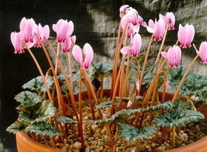 Cyclamen Hederifolium *Giant Bulbs* (2 in pack)