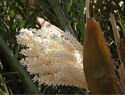 Date Palm Pollen 50g (1.8 Oz)