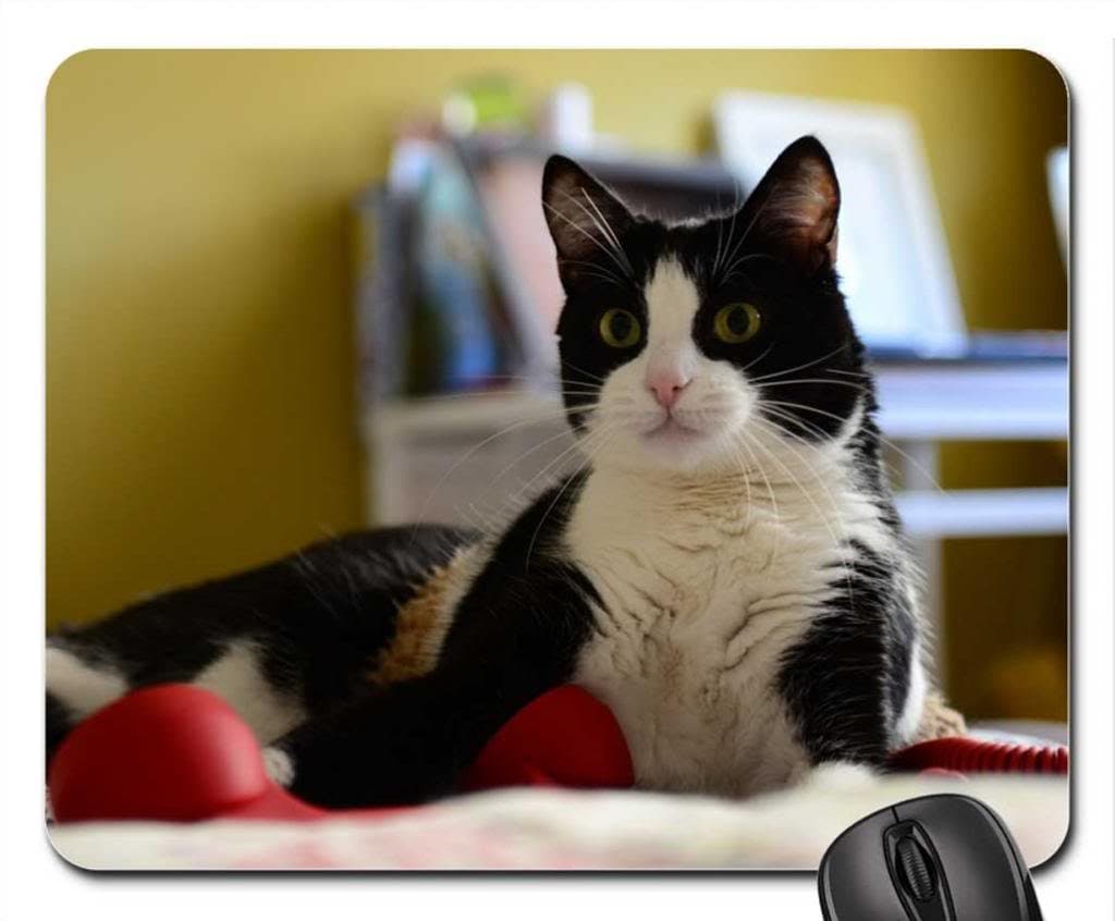 Black-and-white-cat Mouse Pad, Mousepad (Cats Mouse Pad)