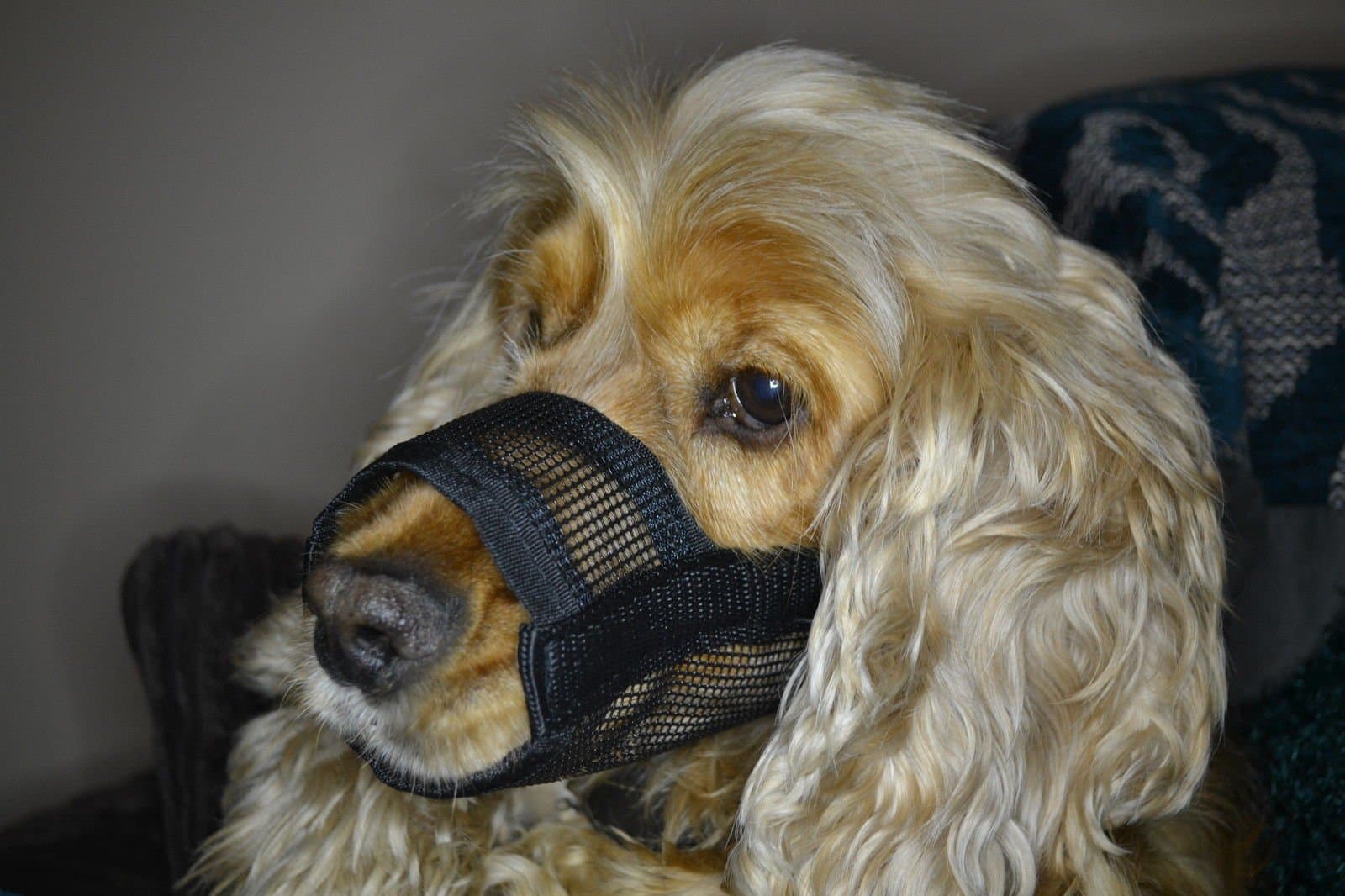 Pet TouchDog Muzzle - S, M, L, XL Great & Easy Design (L)