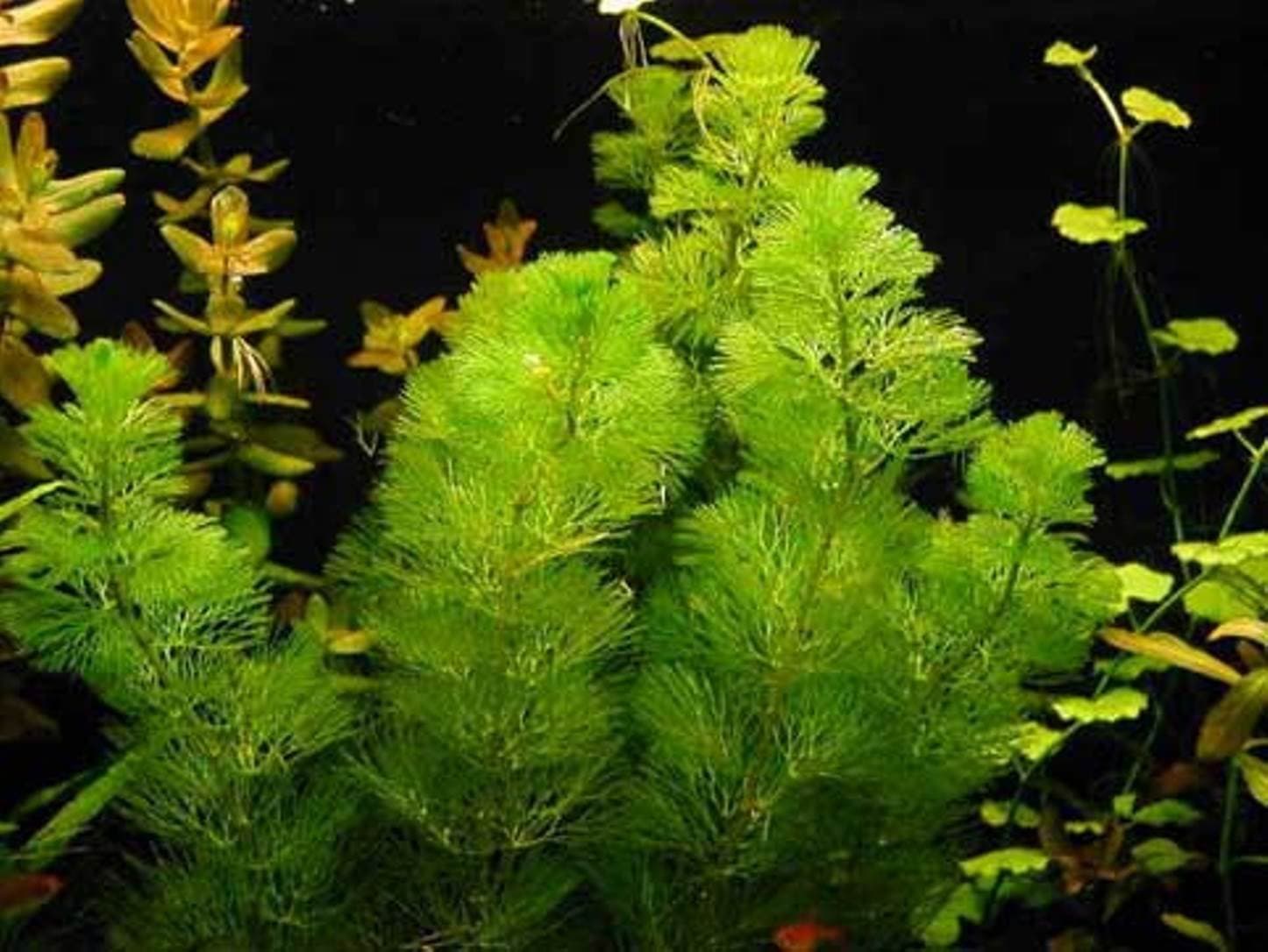 Bunched Cabomba Live Aquarium Stem Plants java anacharis ludwigia pond