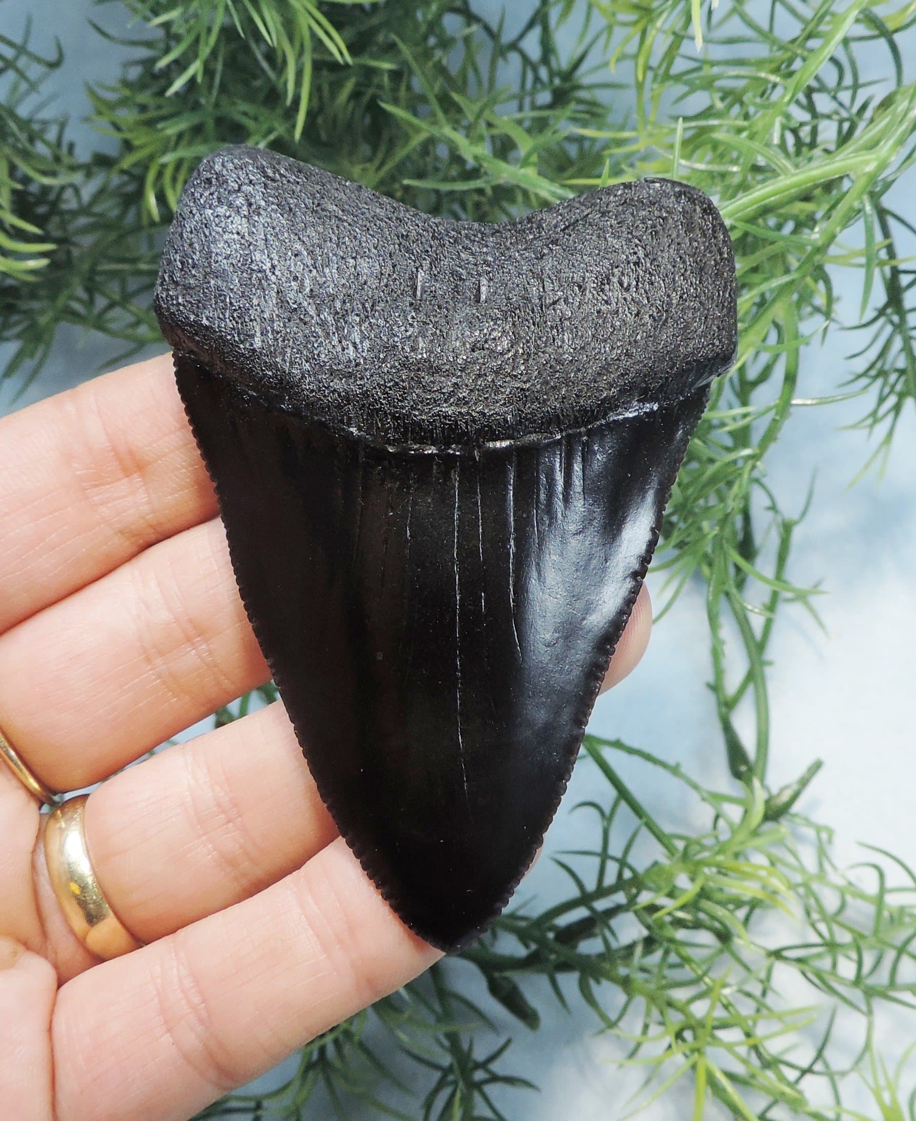Record Sized 3 5/16'' Great White Sharks Tooth Replica
