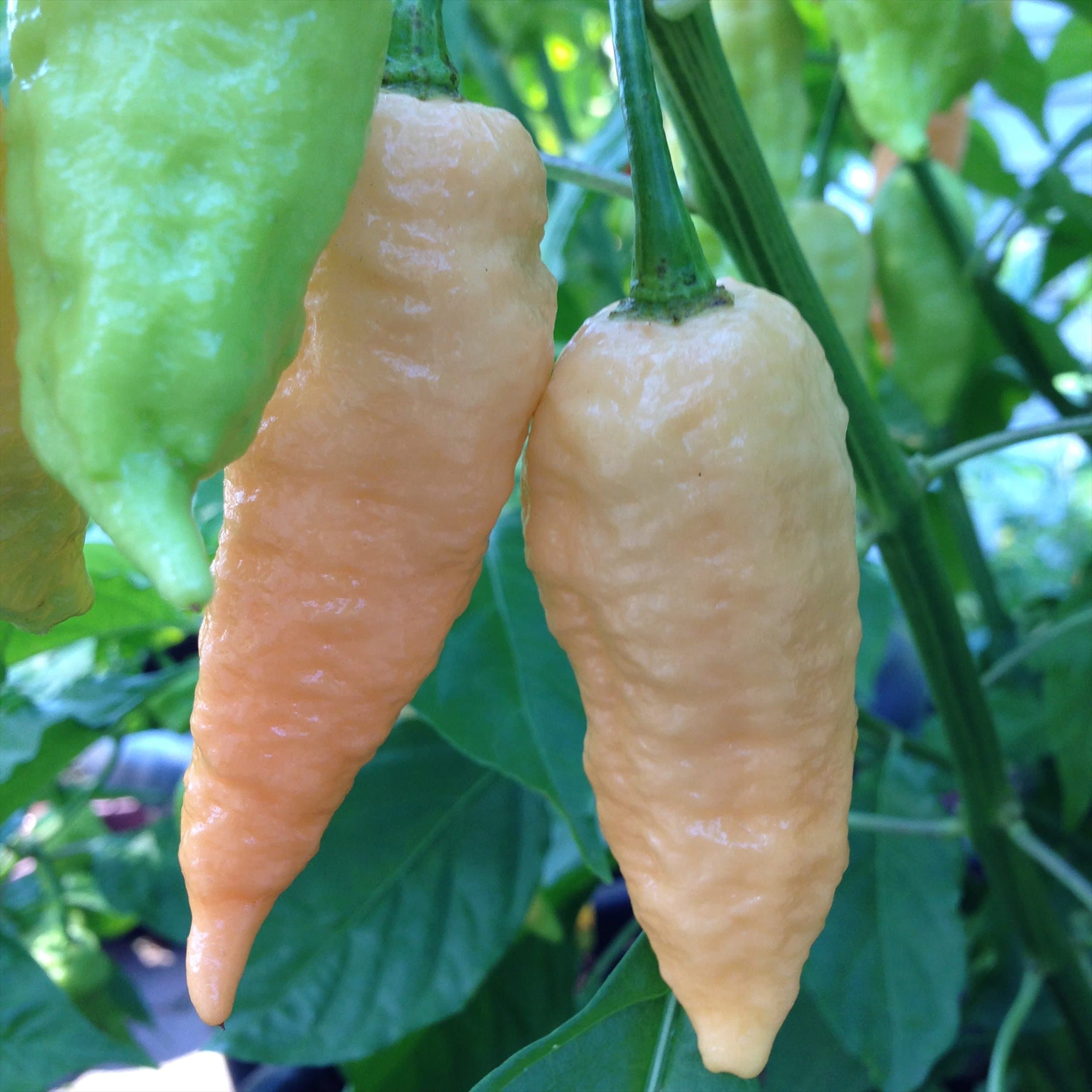 Ghost Pepper Collection, 80 Seeds - 4 Varieties