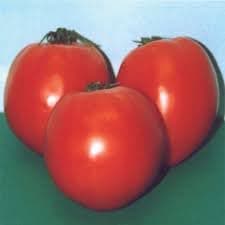 Hard rock tomato plant seed