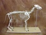 Dog Skeleton Large 49" X 23" Canine