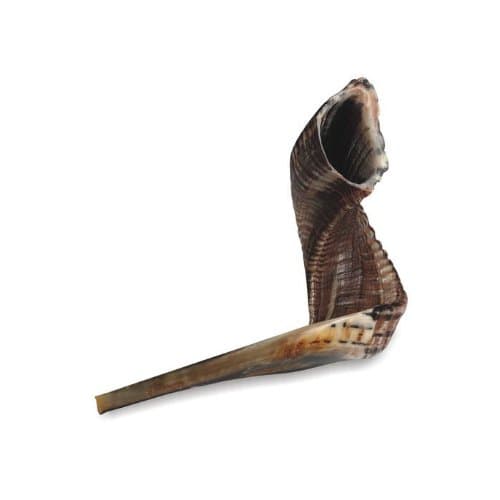 Ram's Horn Shofar Kosher Medium Size 13" Polished Black / Dark