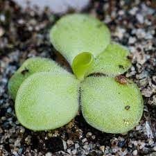 New Fresh 100pcs Pinguicula Plant Seeds Generic