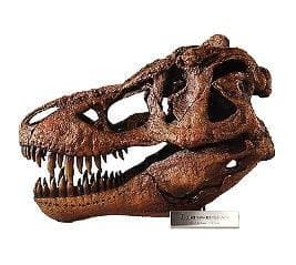 Tyrannosaurus Rex Skull Model, 1/4 Scale