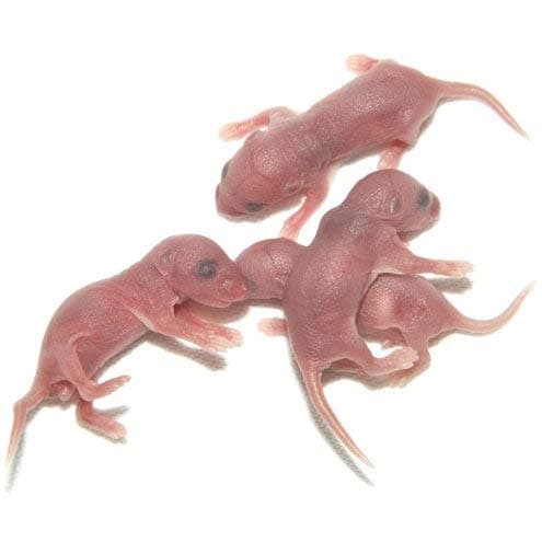 100 Pack Frozen Pinky Mice