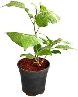 PlantaZee Bilva Patra Medicinal Plant Live with Plastic Pot