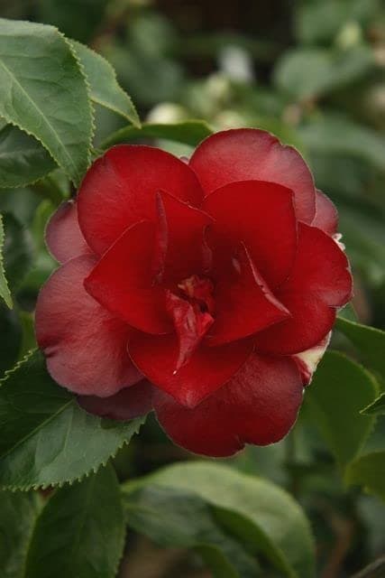 CAMELLIA FLOWER PLANT 5295