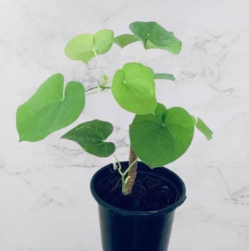 Live Indoor Peach Tree Plant, Growing from Seed