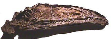 Coelophysis, skull, Museum Quality Replica