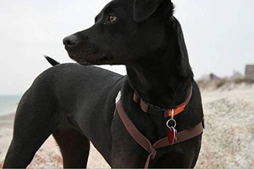 Walk Your Dog With Love Original Standard Edition No-Pull Harness for Dogs