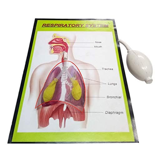Respiratory System Using Balloon - Interactive Biology Working Model for Science Projects | Educational Tool Demonstrating Human Breathing Mechanics and Anatomy