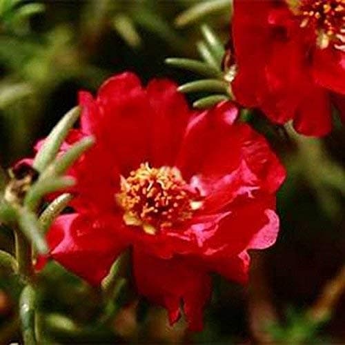 Moss Rose (Portulaca)- Red- 200 Seeds