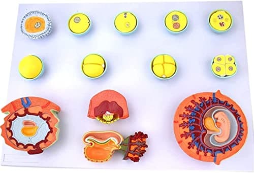 Anatomy Model, 10 Study Model Fertilization and Early Embryo Development Process Model - Embryo Development Model Tissue Embryo Anatomy Model - for Medical Teaching Training tration Tool for Med