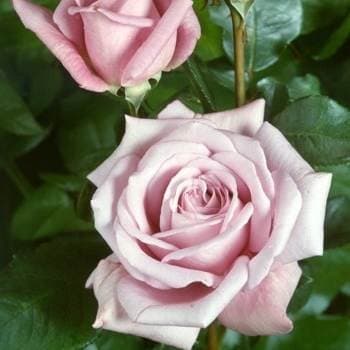 Royal Airforce Hybrid Tea Rose - BARE ROOT Rosa - Gift Present
