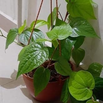 Betel Leaf Live Plant (AG1 Variety) for Home & Garden