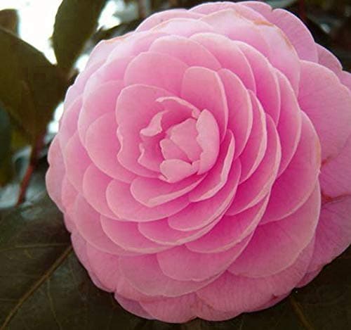 Camellia flowers seed - 50 Seeds