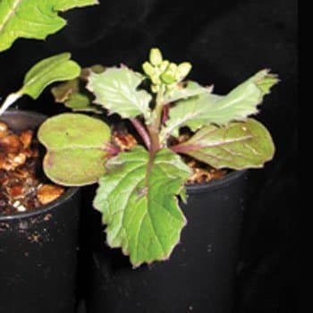 Rosette-Dwarf Seed, Pack of 50