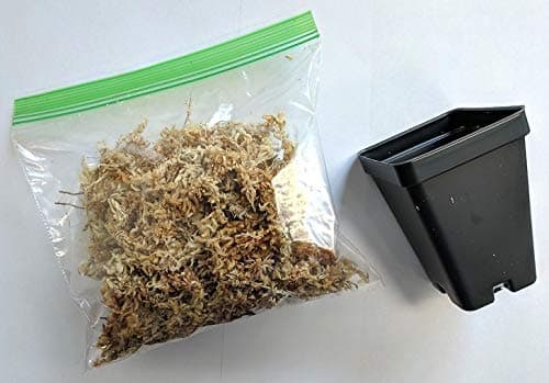 Bloomify All in One Orchid Kit- 2.5" Plastic Pot New Zealand Sphagnum Moss