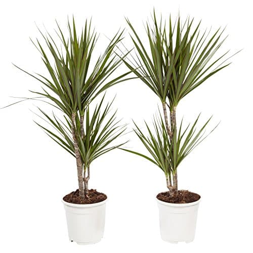 Indoor Plants from Botanicly – 2 × Dragon Tree – Height: 75 cm, 2 Stems – Dracaena Marginata