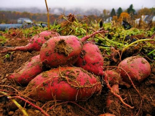 RED Garnet Sweet Potatoes (3) Tuber for Slips