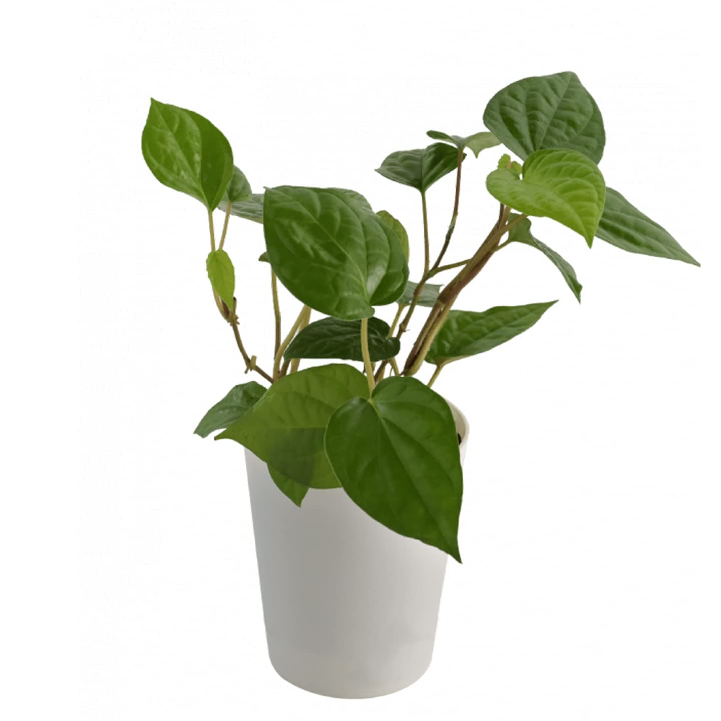 Indian Betel Leaf Plant with pot