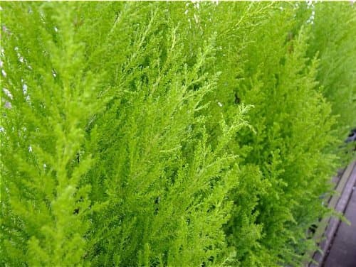 (2 Pack) 2 Litre Pot Dwarf Conifer Cupressus Macrocarpa Wilma(Monterey Cypress 'Wilma', Lemon Cypress 'Wilma', Cupressus macrocarpa 'Goldcrest Wilma') Lemon Scented