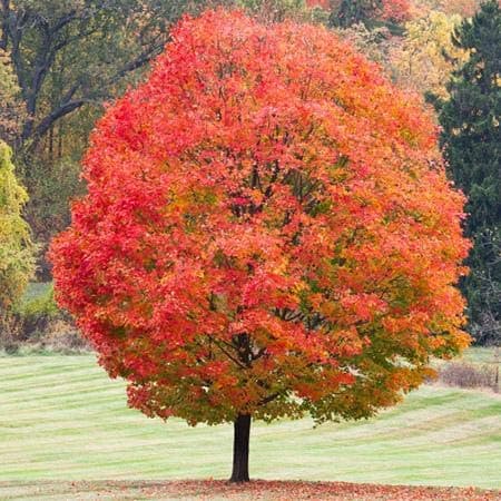 Sugar Maple Tree - Fast-Growing Native with Bright Fall Color! (2 Years Old and 3-4 feet Tall.)