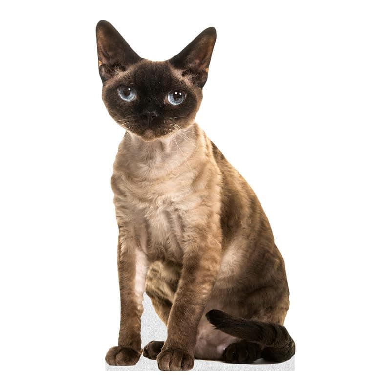 CAT - Devon REX - Life Size Cardboard Cutout Standup People with Support Standee | Animals -