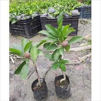 Kalapati (Sapodilla) Tree - Live Chiku Plant for Your Backyard