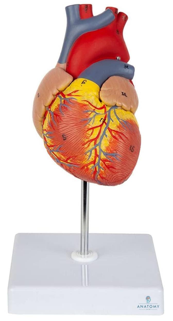 ✮ Heart Model (Life-Size) - Extremely Premium And Precise ✮ 96% Anatomical Accuracy ✮ Numbered To Show Detailed Anatomical Features ✮ Showing 48 Anatomical Structures ✮With Detailed Study Guide