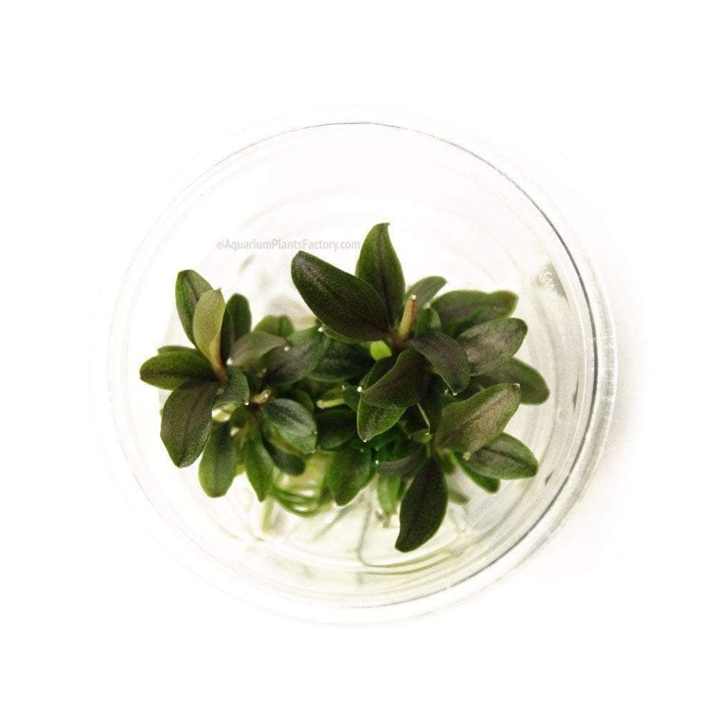 Aquarium Fan Bucephalandra red mini - In-Vitro