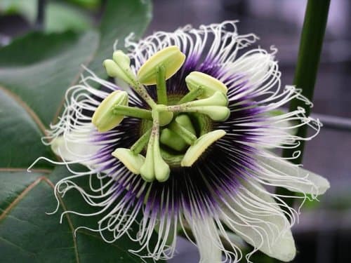 Passion Fruit (Passiflora Edulis) 10 Unrooted Cuttings