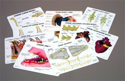 Veterinary Anatomical Educational Key Card Set LFA # 8150