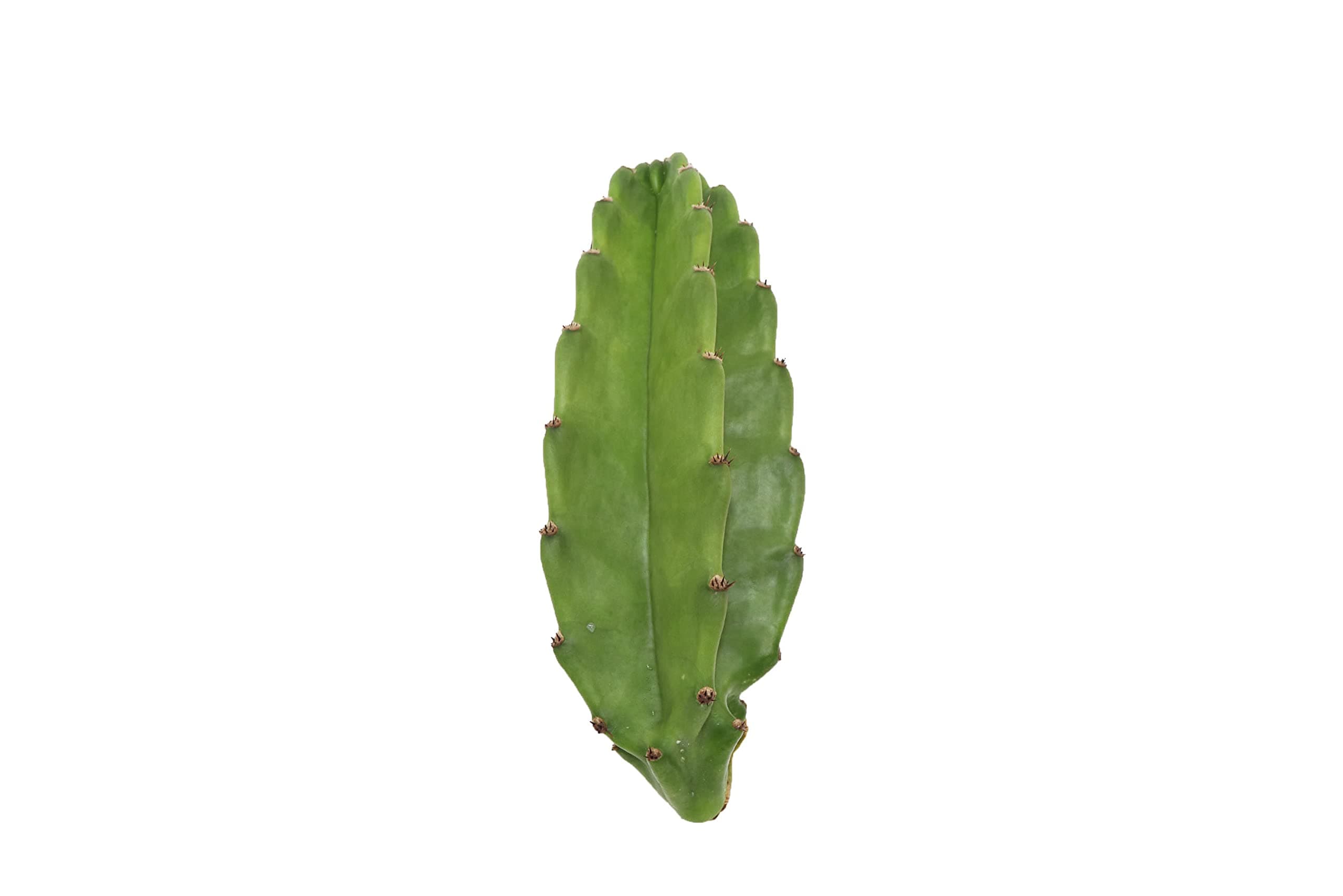 Peruvian Cactus - 10" from California Tropicals