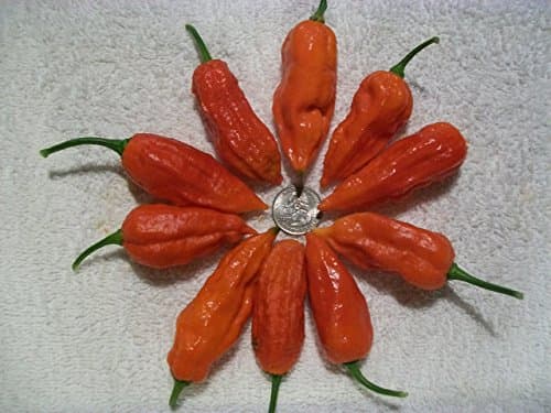 Bhut Jolokia- Red Ghost Pepper- 50 seeds