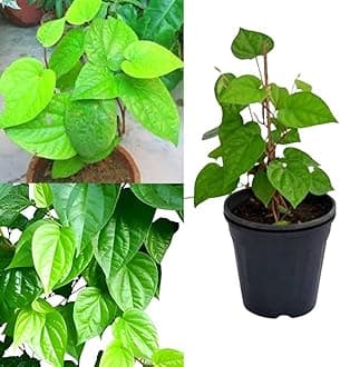 Betel leaf plant live Pack of 1 plant