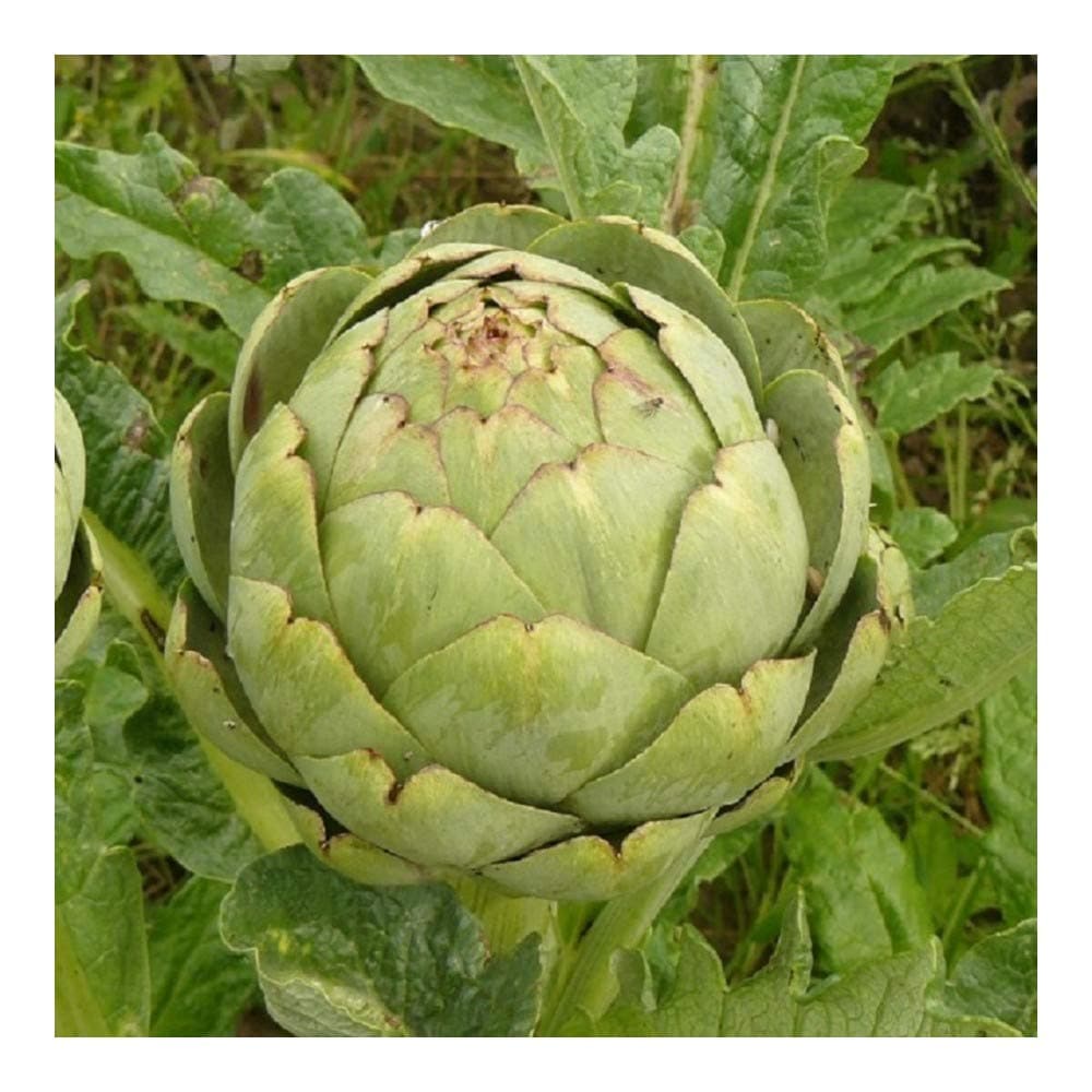 Vegetable Artichoke GROS VERT DE LAON - 100