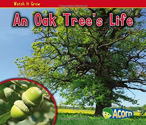 An Oak Tree's Life (Watch It Grow)