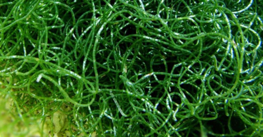 Live Aquarium Plants Chaetomorpha Chaeto Macro Algae 2 Cup. Home for Amphipods, Copepods