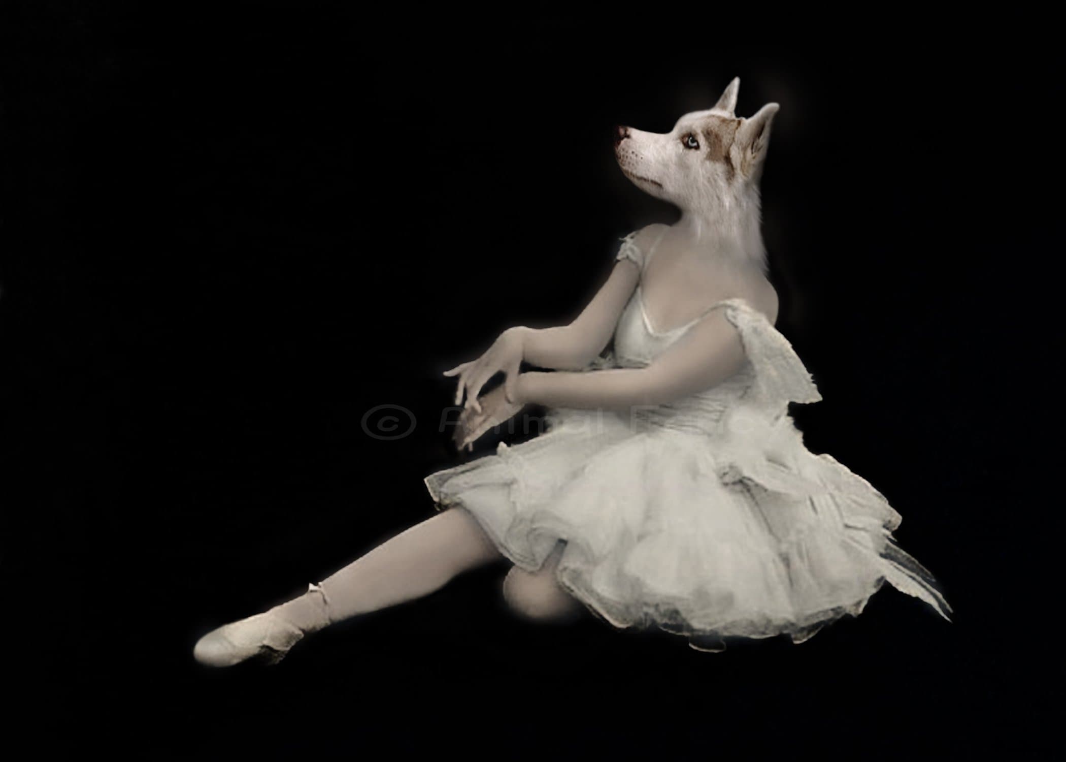 Dog Art Print -"Pavlova"