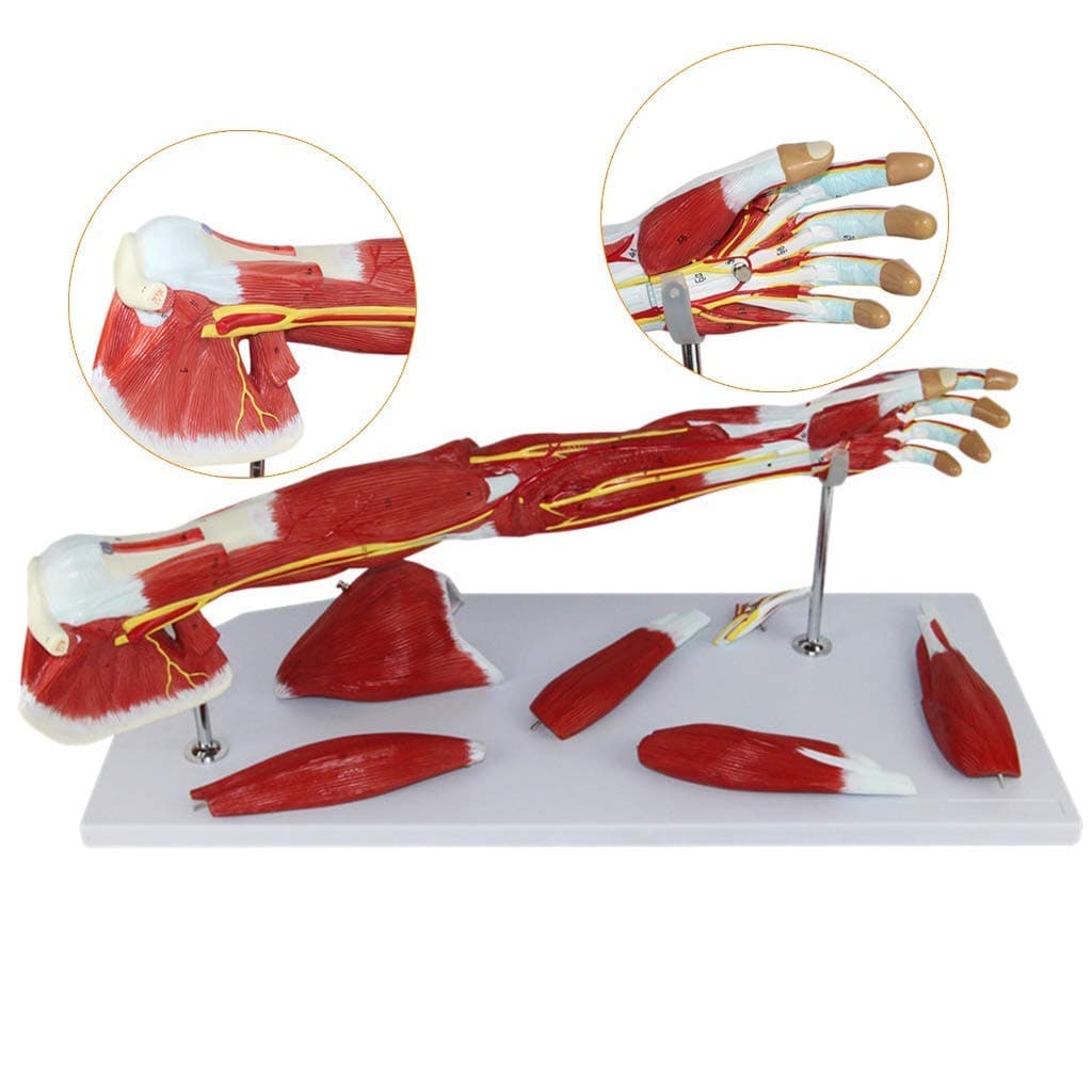 Educational Model Upper Limb Muscle Anatomical Model Vascular Nerve Arm Human Anatomy Science Models Medical Anatomical Arm Model,Medical Models